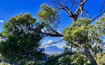 Barcelonas Naturpark: Wandern in der Collserola