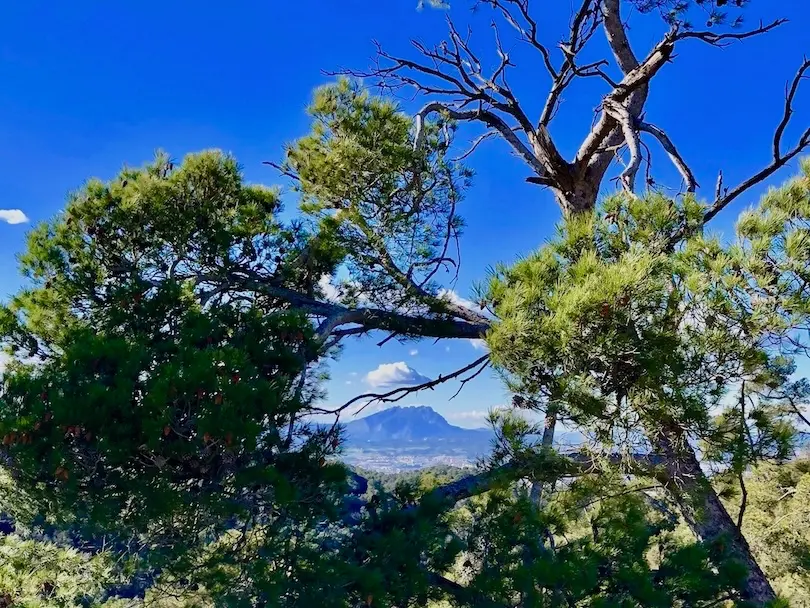 Barcelona – Nature & Hiking in the Collserola Natural Park