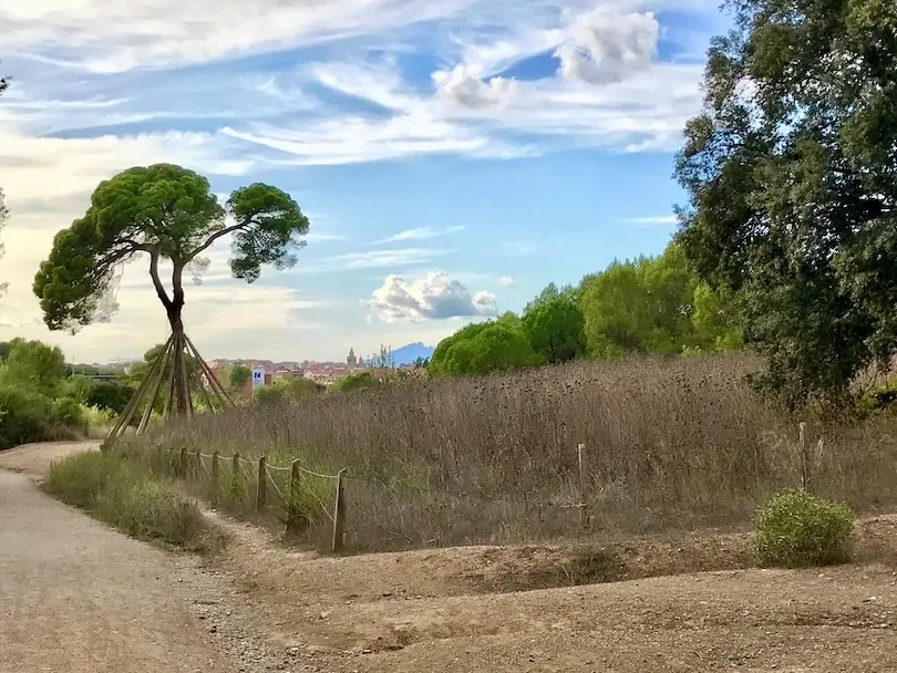 In the far distance the city of Sant Cugat can be seen whilst a trail leading towards it. A massive pine tree on the left is located along the hiking trail.